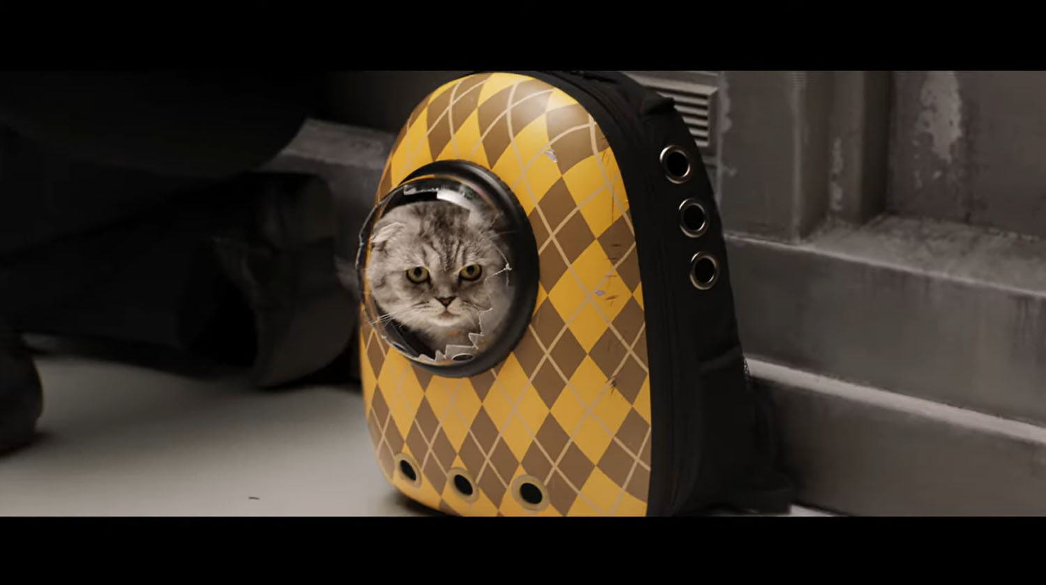 I am here for the cat