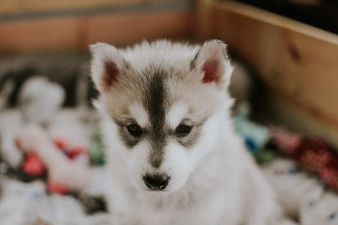 Duana Names: Double Fluff Love