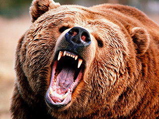 Resisting a Bear Pun