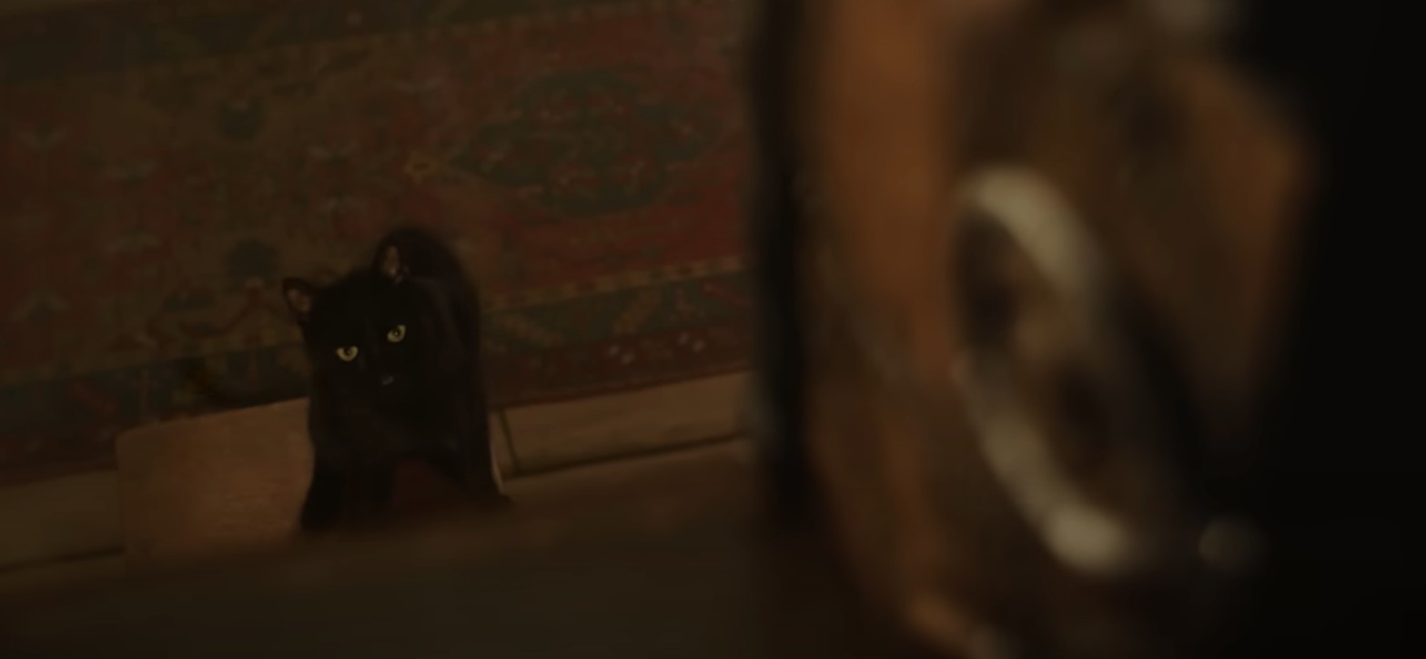 Meet Cobweb, Hocus Pocus 2’s non-talking cat