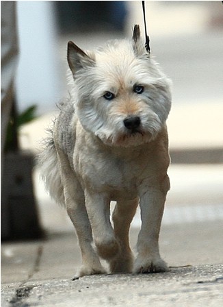 Norman’s announcement