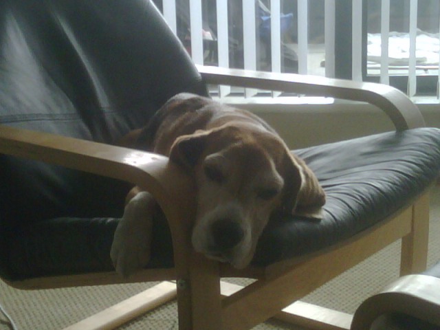 Sudden Lover of Animals