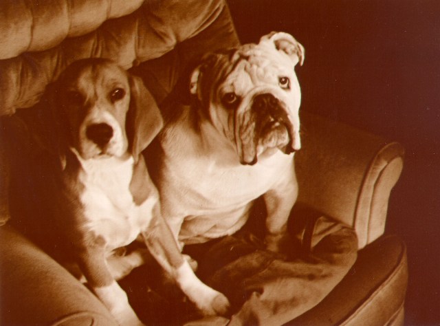 Lindsay Lohan: abuses self, abuses dogs?