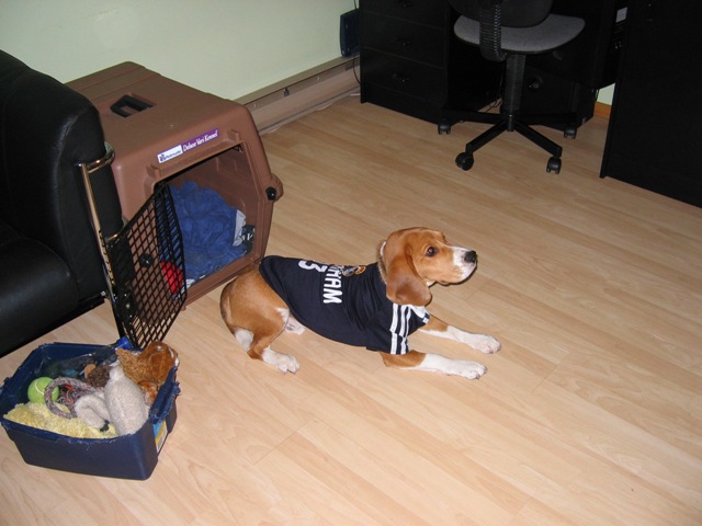 Why Three Whiskers Was Rushing?