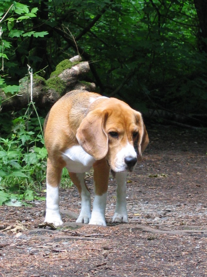 Intro for December 31, 2015