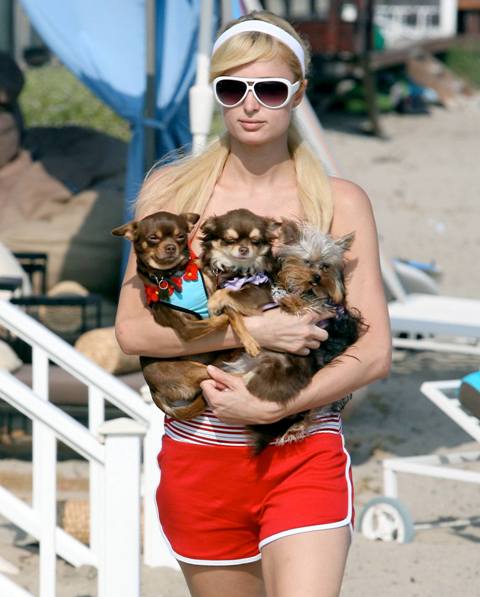 Hollywood Ebola and Michael Vick