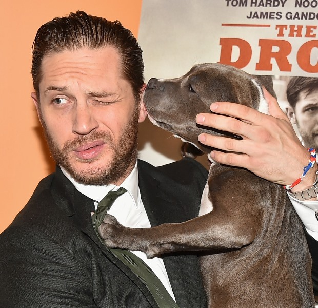Tom Hardy at TIFF