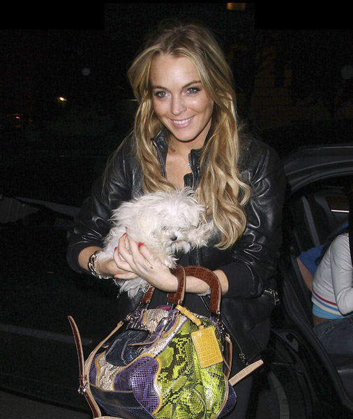 Sasha Answers: The dogs left behind